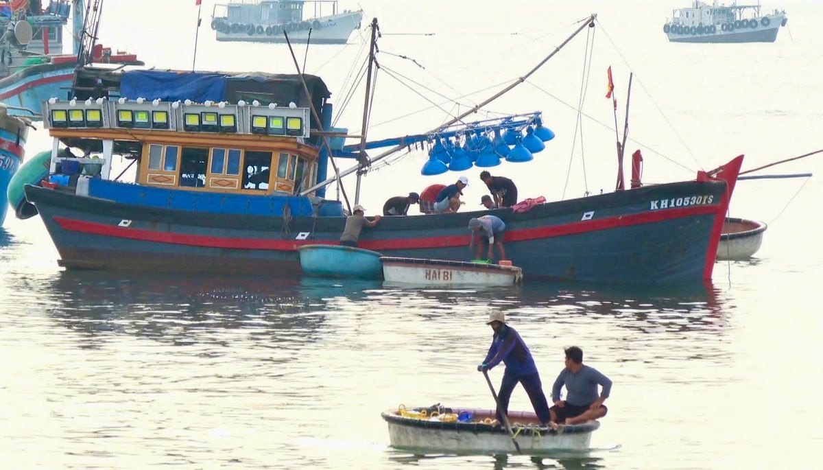 Các thuyền thúng đưa các giỏ cá cơm từ thuyền vào bờ. Ảnh: Duy Tuấn 