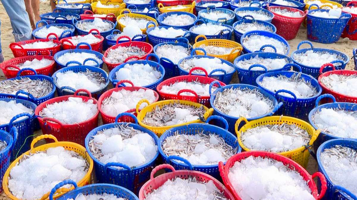 Cá giỏ cá cơm được đưa vào bờ. Ảnh: Duy Tuấn 