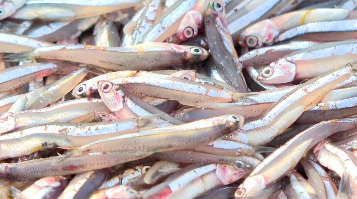 Cá cơm tươi rói khi cập bờ. Ảnh: Duy Tuấn 