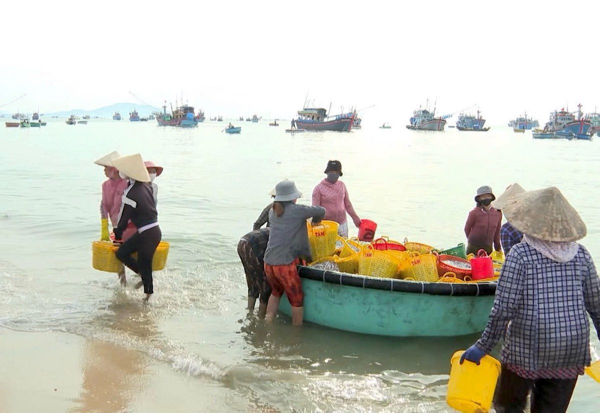 Những người phụ nữ phụ khuân cá cơm để lấy tiền công. Ảnh: Duy Tuấn 