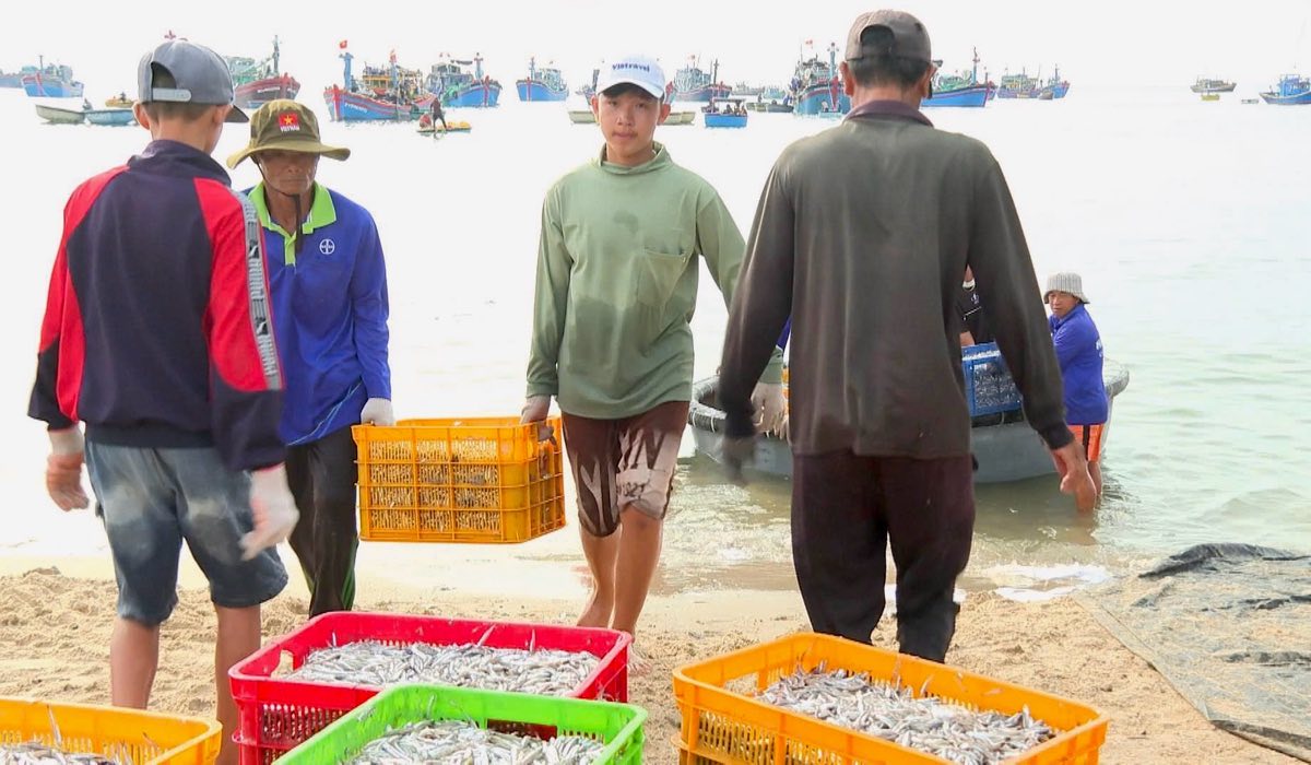 Cá cơm được đưa lên xe tải chở đi chế biến. Ảnh: Duy Tuấn 