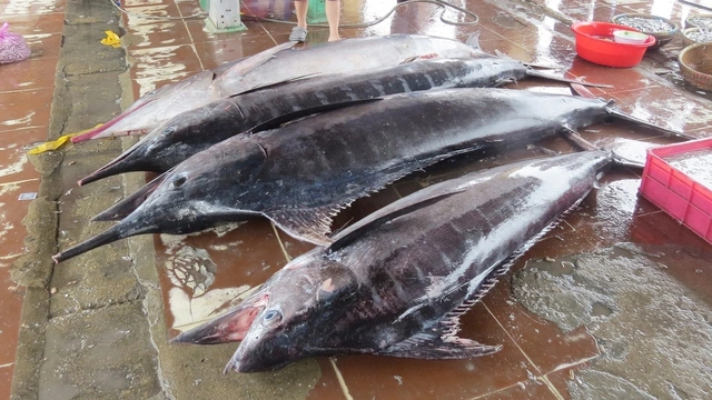 Tâm tình của biển: Chừa cá nhỏ cho ngày sau - Ảnh 5.