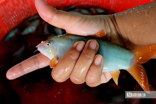 Theo ngư dân săn “cá heo” trên sông nước miền Tây- Ảnh 2.