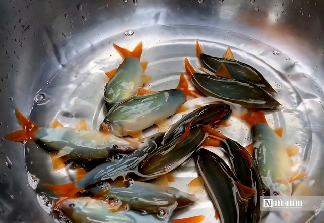 Theo ngư dân săn “cá heo” trên sông nước miền Tây- Ảnh 3.