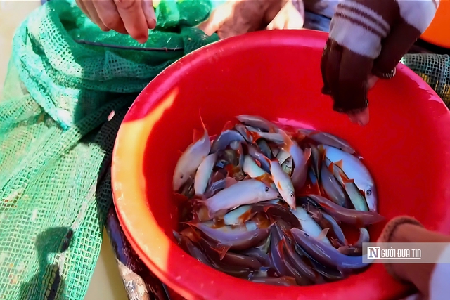 Theo ngư dân săn “cá heo” trên sông nước miền Tây- Ảnh 5.