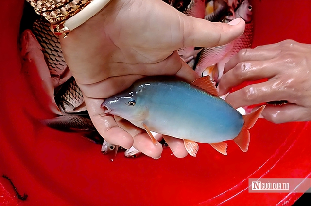 Theo ngư dân săn “cá heo” trên sông nước miền Tây- Ảnh 9.