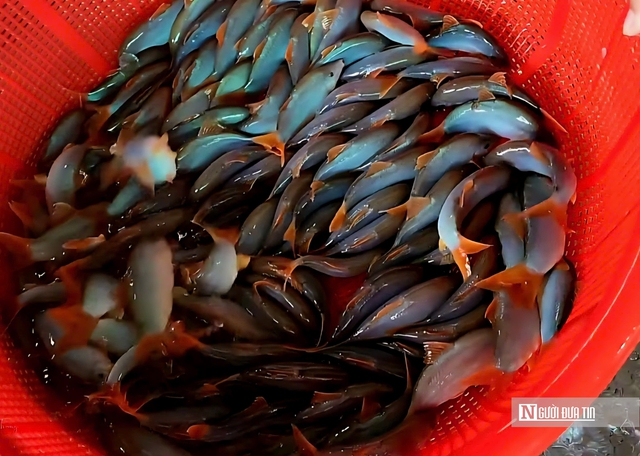 Theo ngư dân săn “cá heo” trên sông nước miền Tây- Ảnh 1.