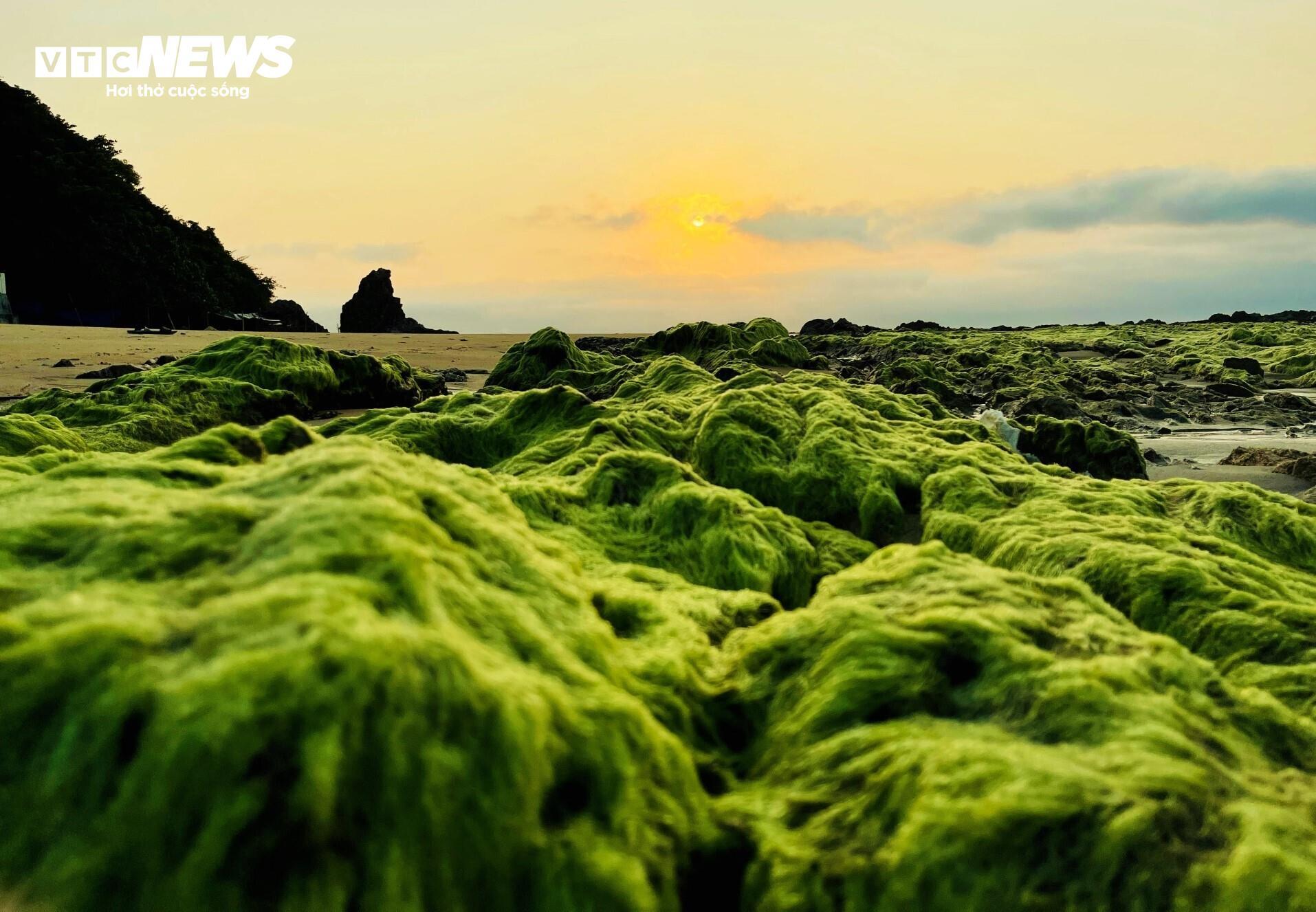 Về làng chài Lộ Diêu ở Gia Lai xem ngư dân ‘vẽ hình’ cỏ ba lá trên biển - 11