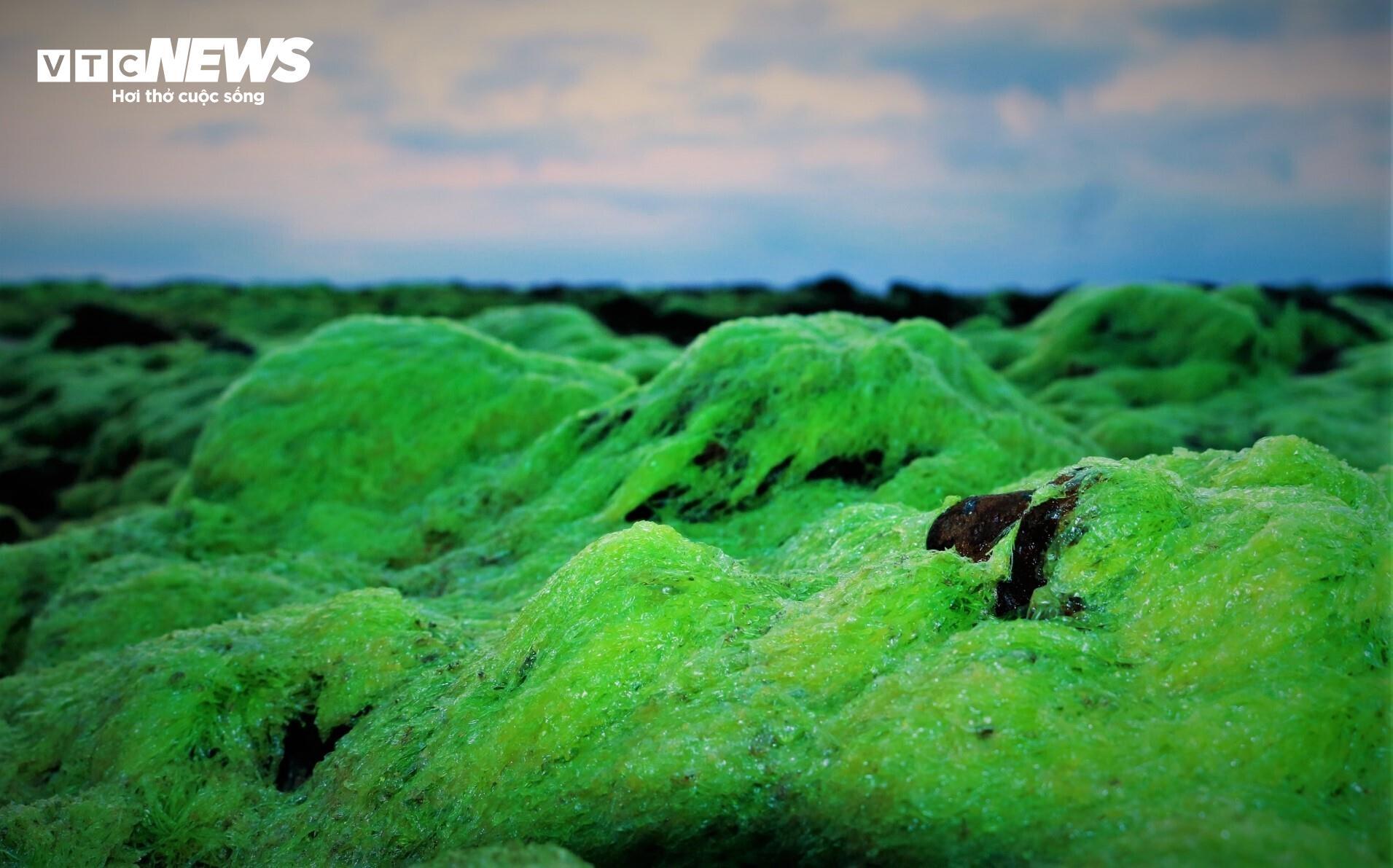 Về làng chài Lộ Diêu ở Gia Lai xem ngư dân ‘vẽ hình’ cỏ ba lá trên biển - 12