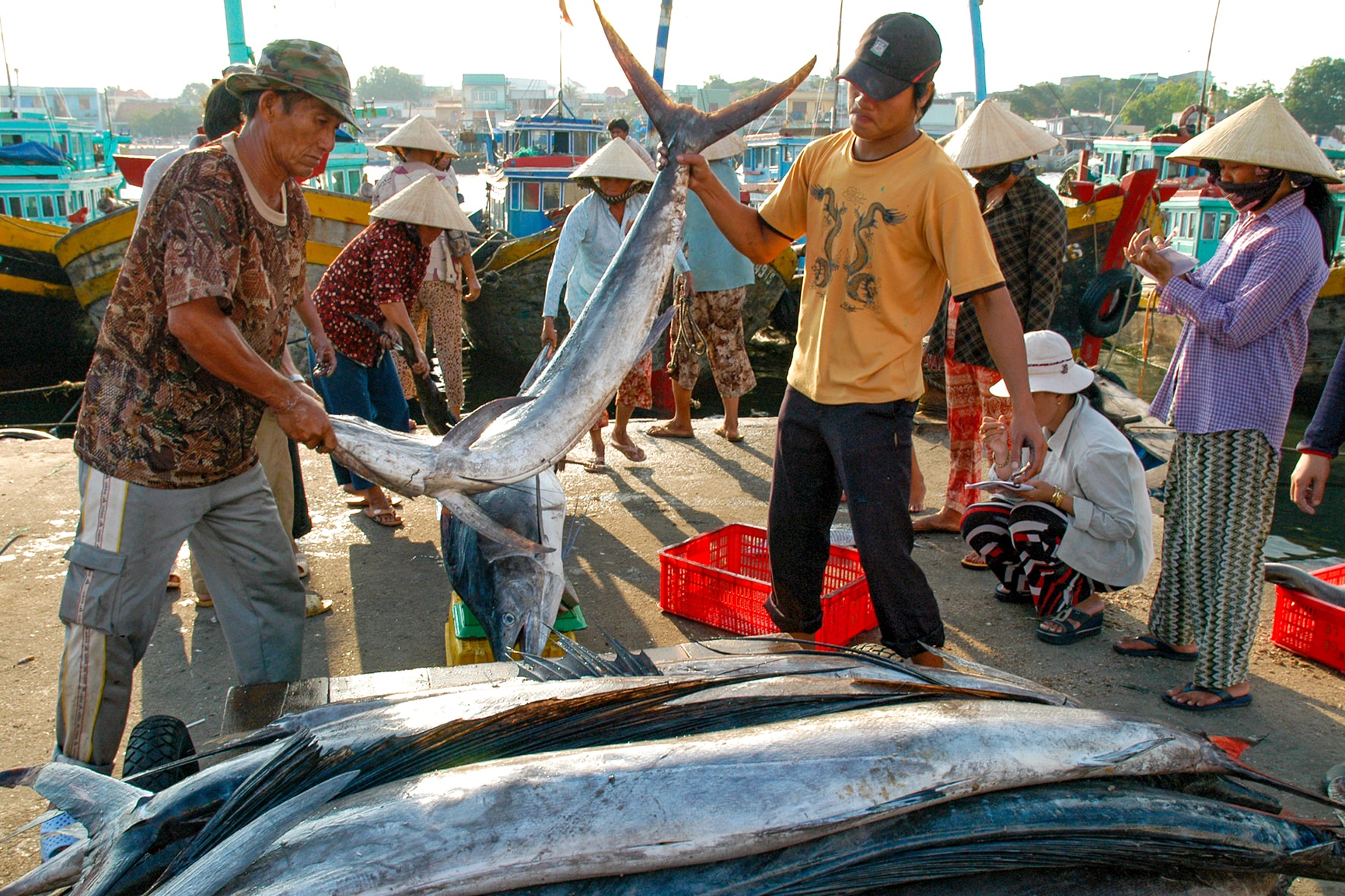 Vụ ca nam ở cảng cá Phan Thiết (ảnh N. Lân) (2)