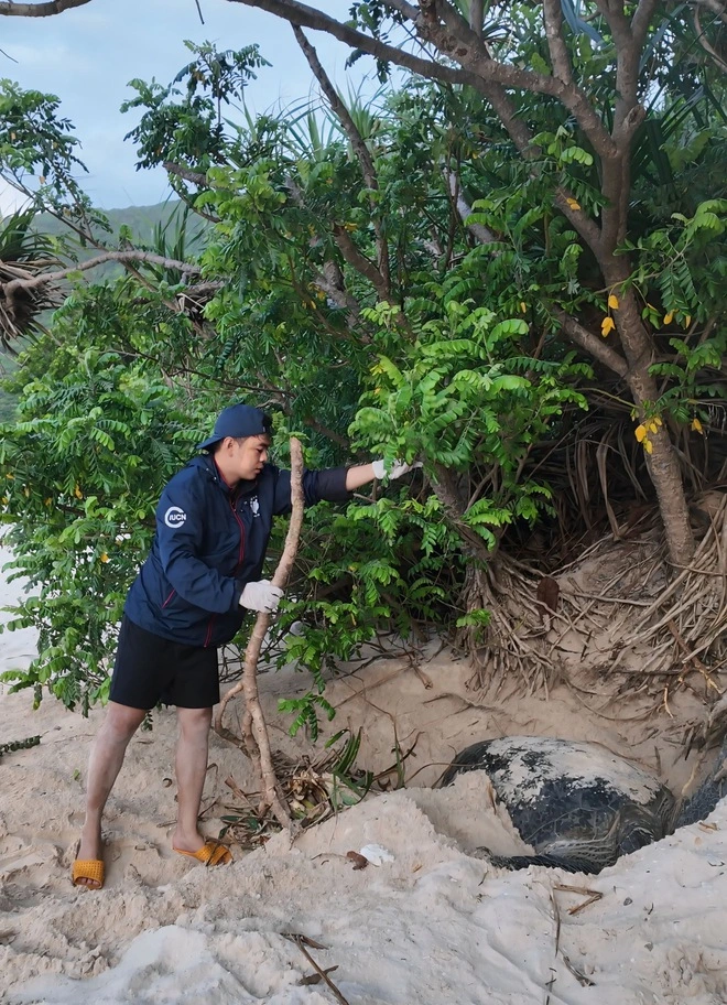 Hành trình bảo tồn rùa biển của chàng trai xứ nắng Tây Ninh - Ảnh 5.