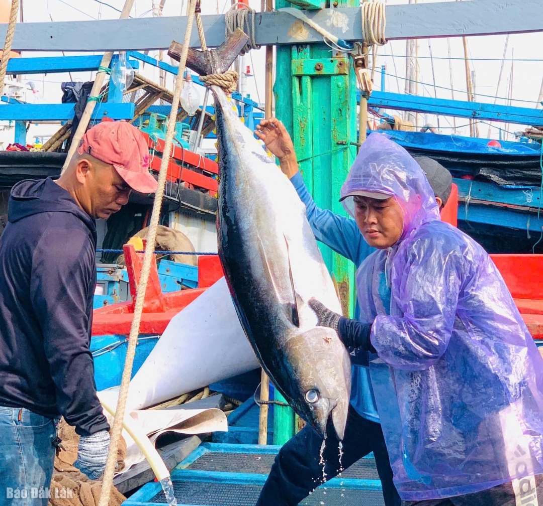 Các tàu khai thác cá ngừ của ngư dân cập cảng tại Cảng cá Đông Tác.