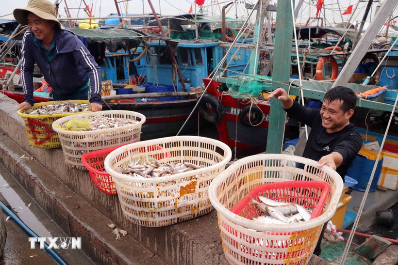 Tàu cá cập cảng cá Ngọc Hải, phường Đồ Sơn, thành phố Hải Phòng. (Ảnh: Hoàng Ngọc/TTXVN)