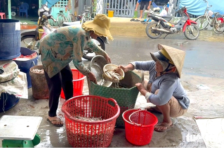 cá đồng - Ảnh 3.