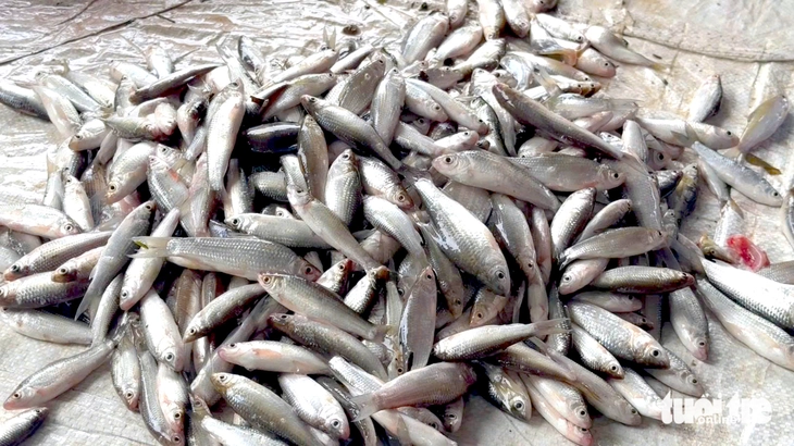 Người dân miền Tây bội thu mùa cá đồng - Ảnh 5.