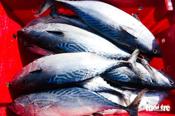 cảng cá - Ảnh 2.