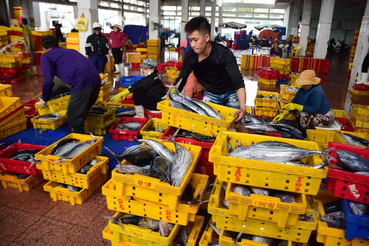 Sau khi ngưng hiệu lực thi hành quy định kích thước tối thiểu cho cá ngừ sọc dưa, ngư dân hy vọng giá cá sẽ tăng trở. Ảnh: V.Đ.T.