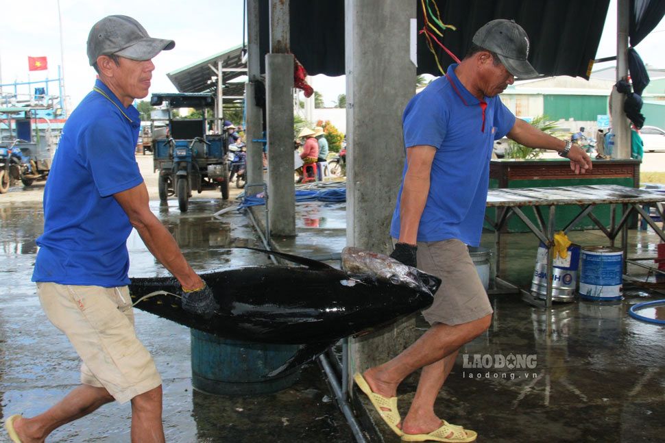 Cá ngừ được ngư dân vận chuyển vào cảng. Ảnh: Hoài Phương