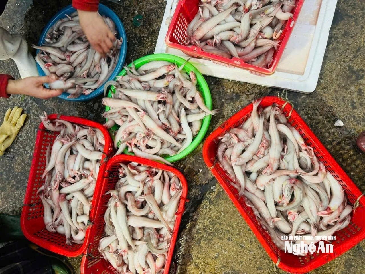 cá cháo7365984725880_22aaabbb06621ae1b6bdfcc9882c9bcd