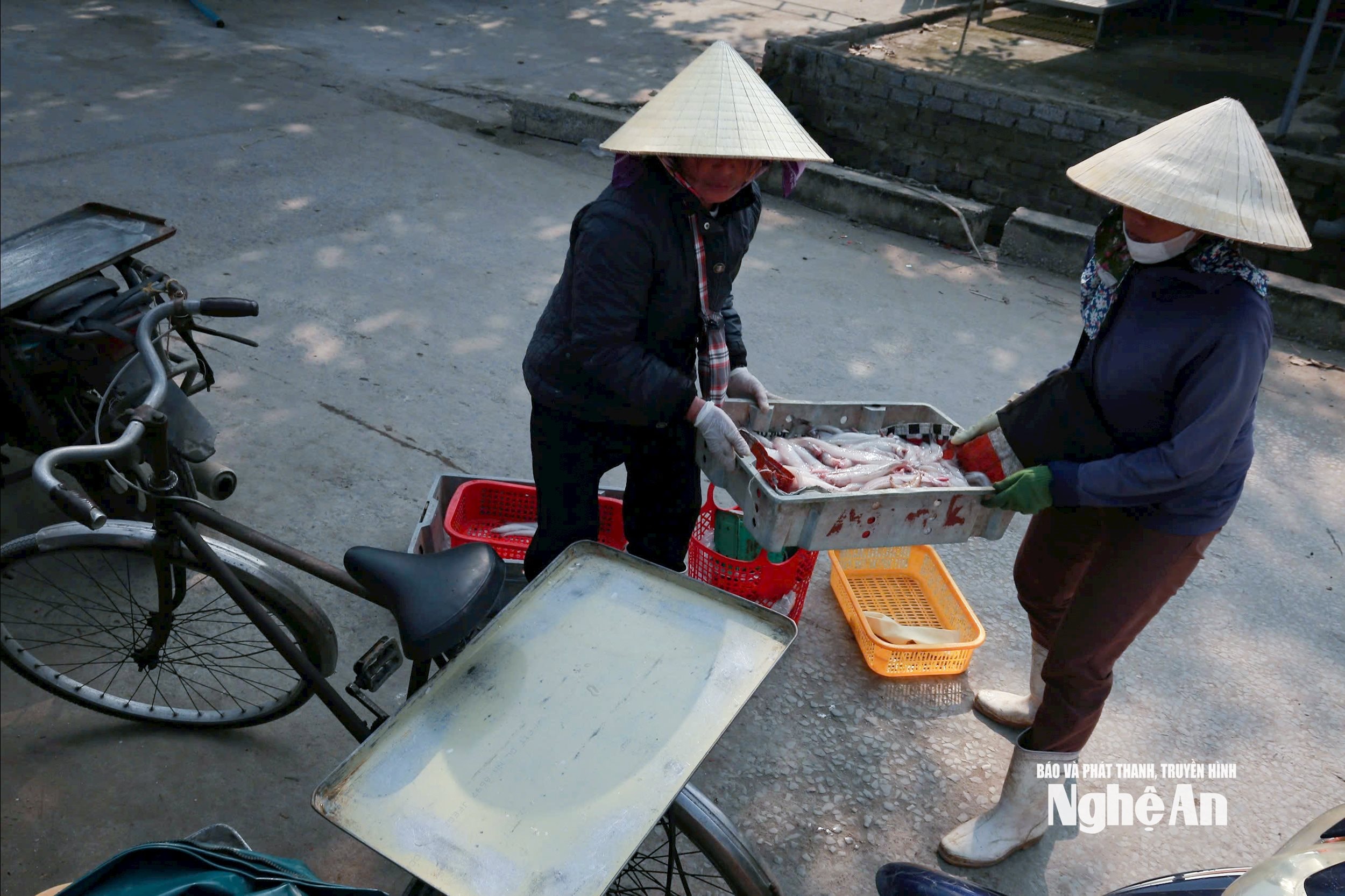 cá cháo9201410446_044fd407f8738991f1079a30b78be7ef