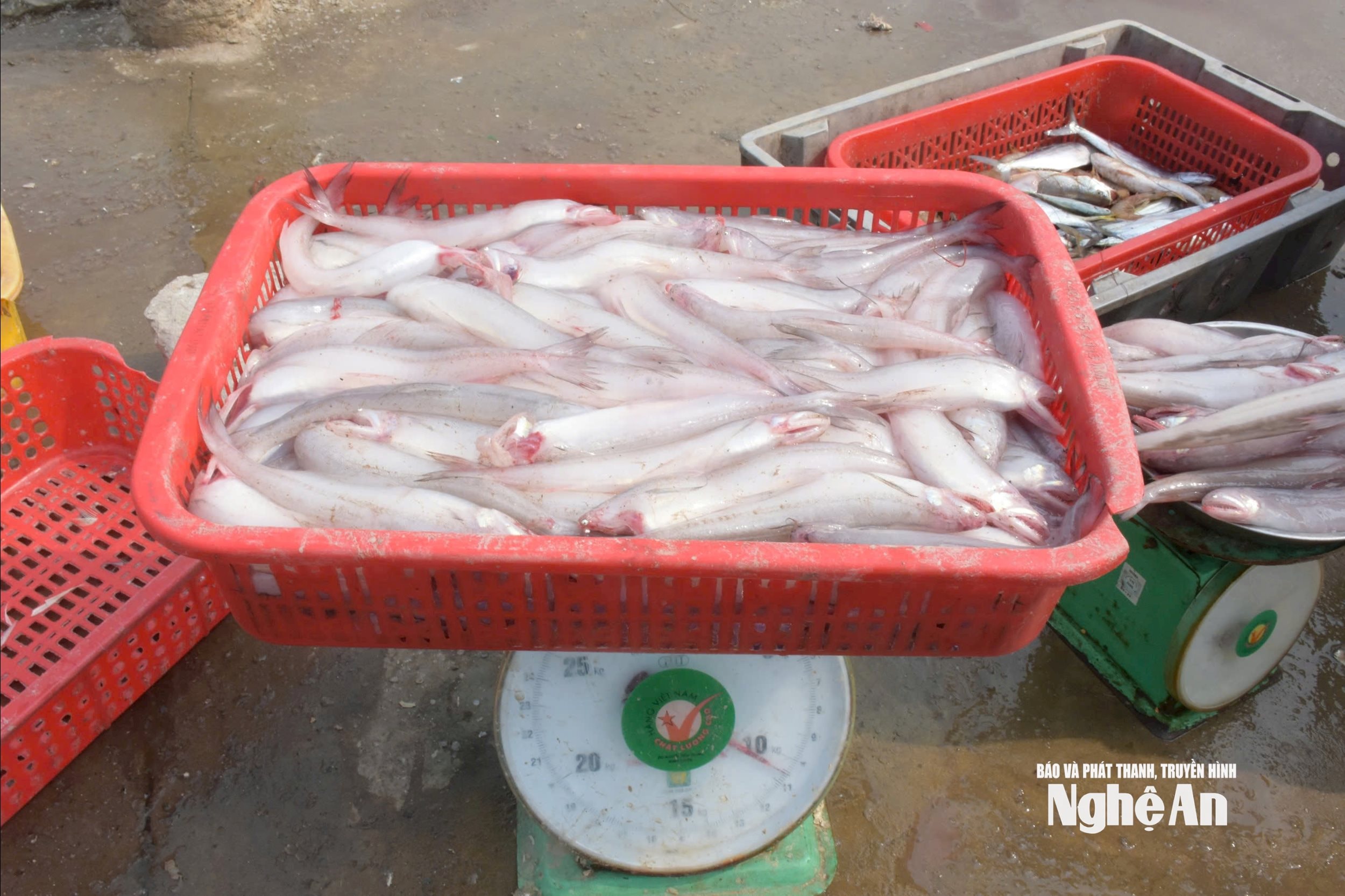 cá cháo7709391061_1c9a378ffccf6297dbf4adbbcdb5d068