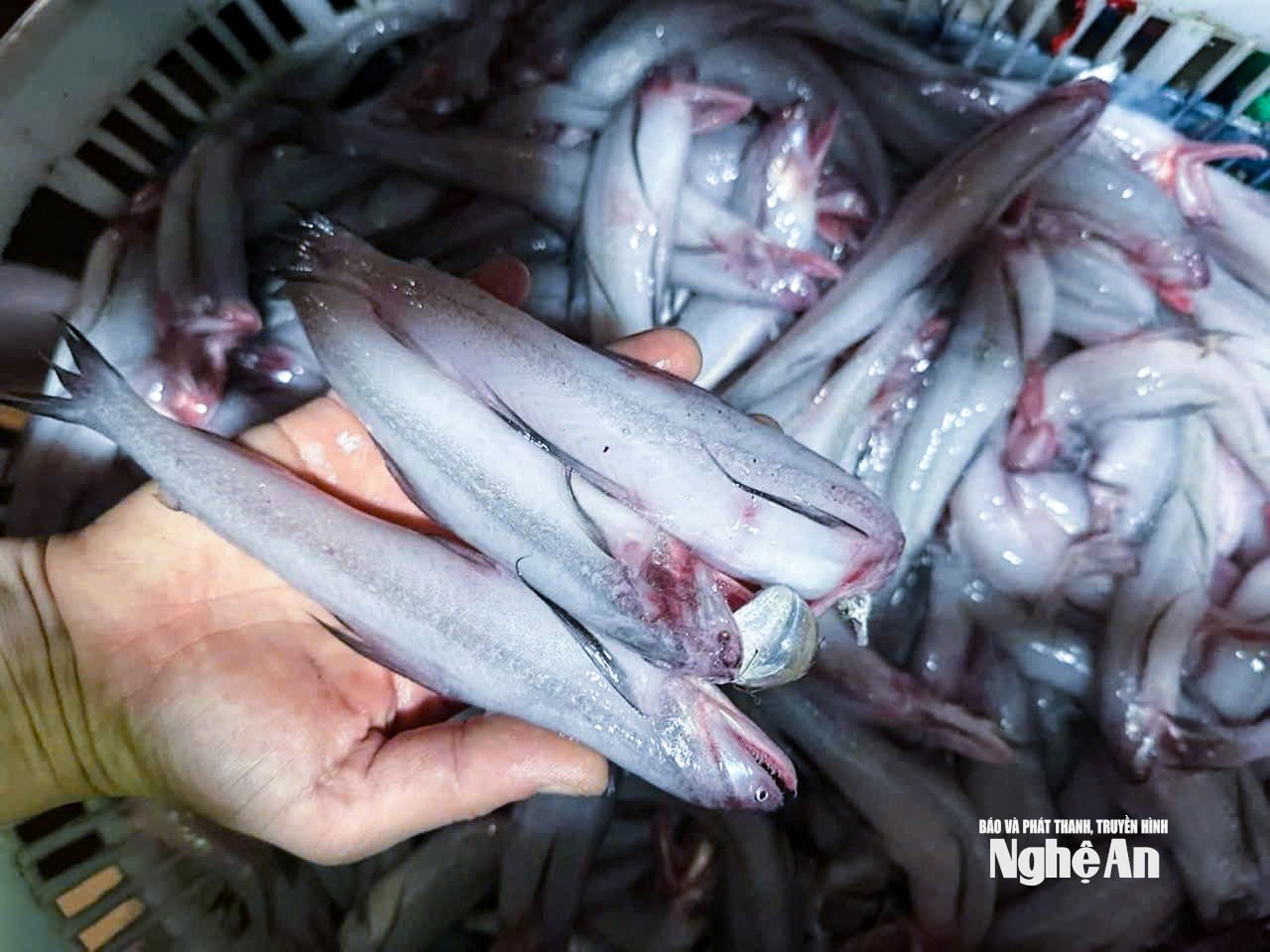 cá cháo7365984727001_9398bea3fe9b1872d79221bea720be7d