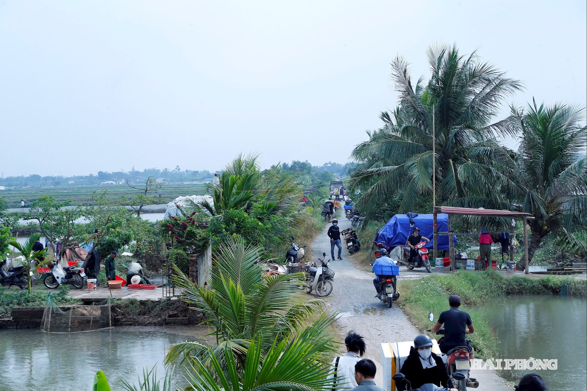 Từ sáng sớm, từ các tuyến đường từ đê sông Luộc tấp nập người dân, thương lái thu, mua rươi đánh bắt từ các đầm nuôi rươi.