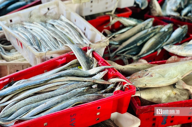 Quảng Ngãi: Bội thu những chuyến biển cuối năm, thuyền viên đến công nhân cảng cá "ấm bụng" đón Tết- Ảnh 3.