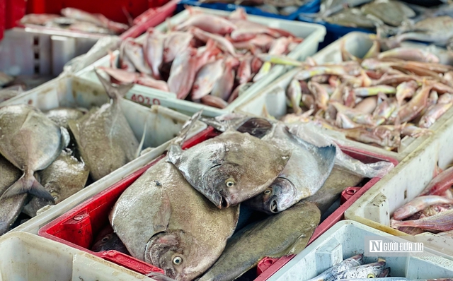 Quảng Ngãi: Bội thu những chuyến biển cuối năm, thuyền viên đến công nhân cảng cá "ấm bụng" đón Tết- Ảnh 4.