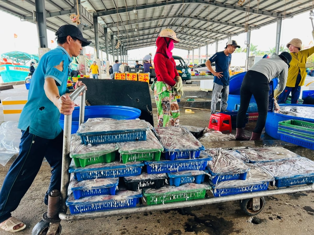 Trước áp lực suy giảm nguồn lợi và yêu cầu chống khai thác IUU, tỉnh Cà Mau đang triển khai các chính sách hỗ trợ chuyển đổi nghề khai thác thủy sản theo hướng bền vững, gắn với cơ cấu lại đội tàu, đào tạo nghề và tạo sinh kế mới, nhằm ổn định đời sống ngư dân. Ảnh: Trọng Linh.