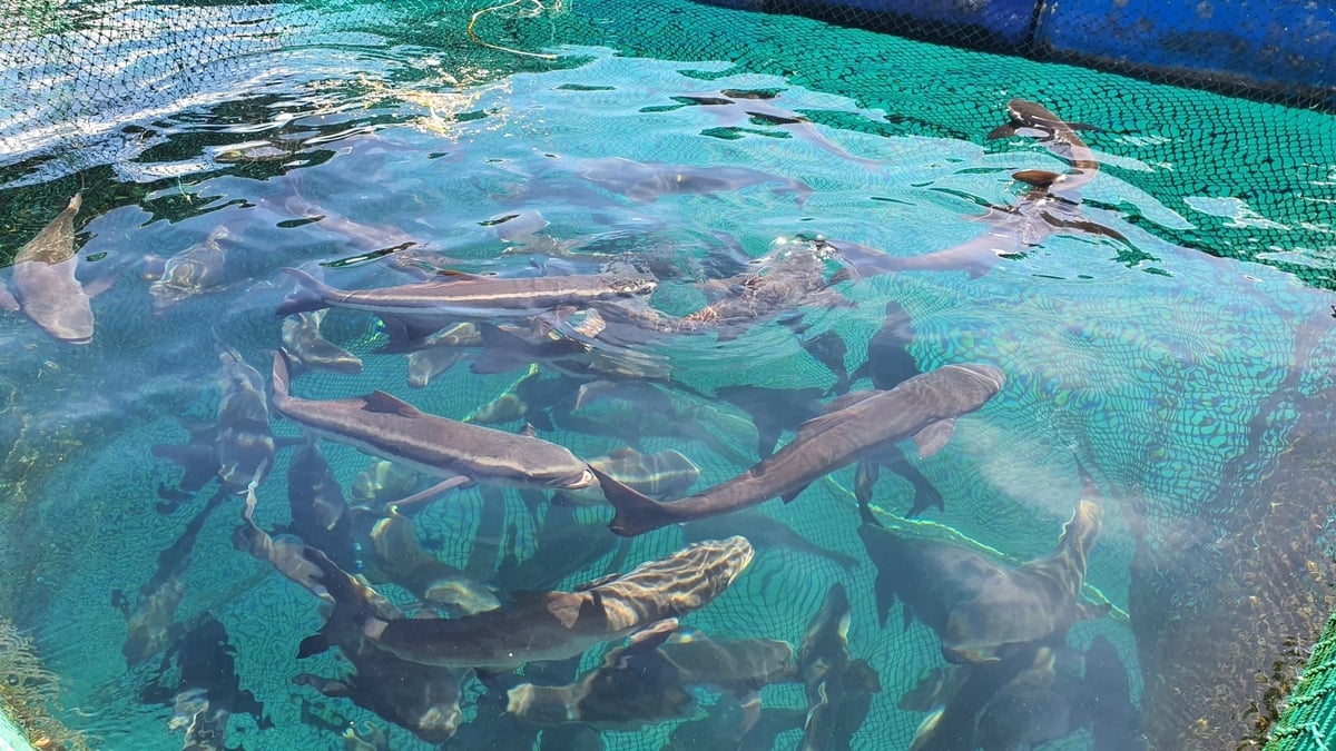 Vùng ven biển Đà Nẵng có môi trường lý tưởng cho nhiều loài hải sản giá trị như cá bớp, cá chẽm, cá mú, cá chim vây vàng... Ảnh: L.A.