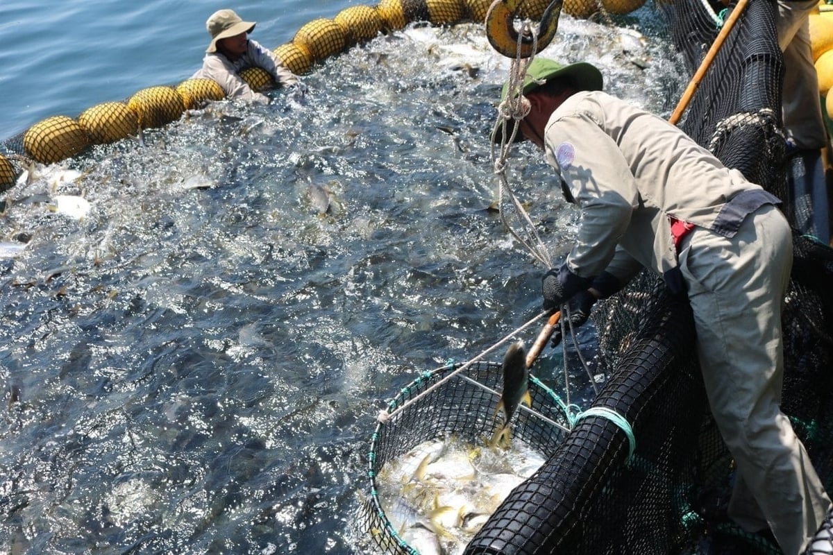 So với nghề khai thác truyền thống, nuôi biển cho phép người dân chủ động hơn về sản lượng, chất lượng sản phẩm và đầu ra. Ảnh: L.A.