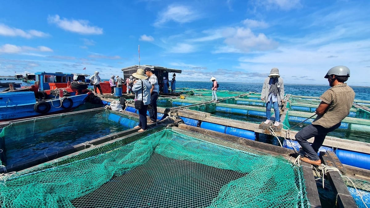 Nuôi biển đang mang lại thu nhập ổn định cho người dân ven biển Đà Nẵng. Ảnh: L.A.