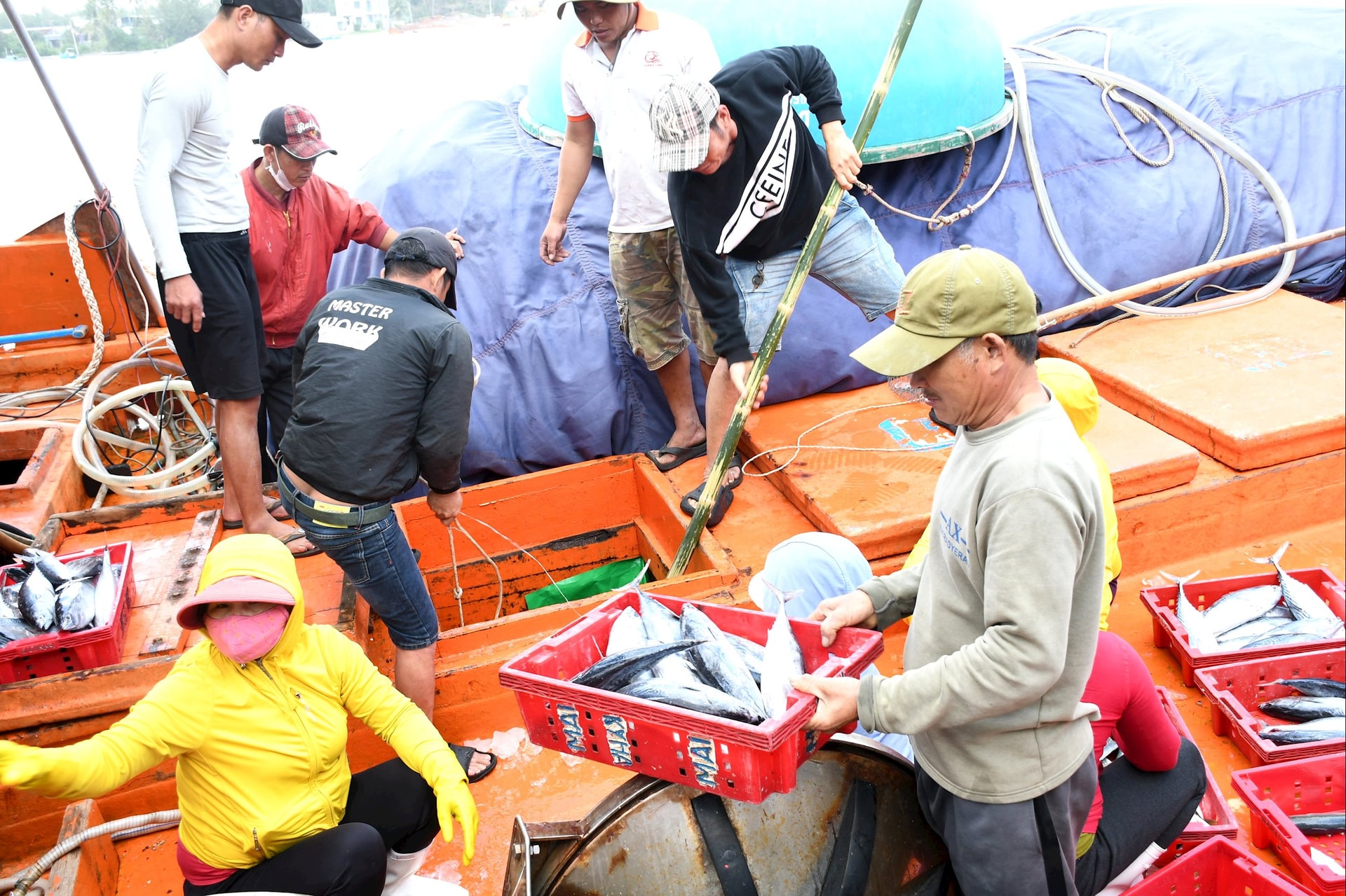 Cá ngừ (vây vàng, mắt to, vằn) là sản phẩm của nghề lưới rê, lưới vây, câu tay sẽ không được nhập khẩu vào Mỹ từ ngày 1/1/2026. Ảnh: QUANG VIỆT