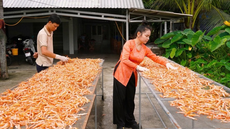Nguyên liệu làm tôm khô móng chim được chủ cơ sở tuyển chọn khắt khe. Ảnh: T.T