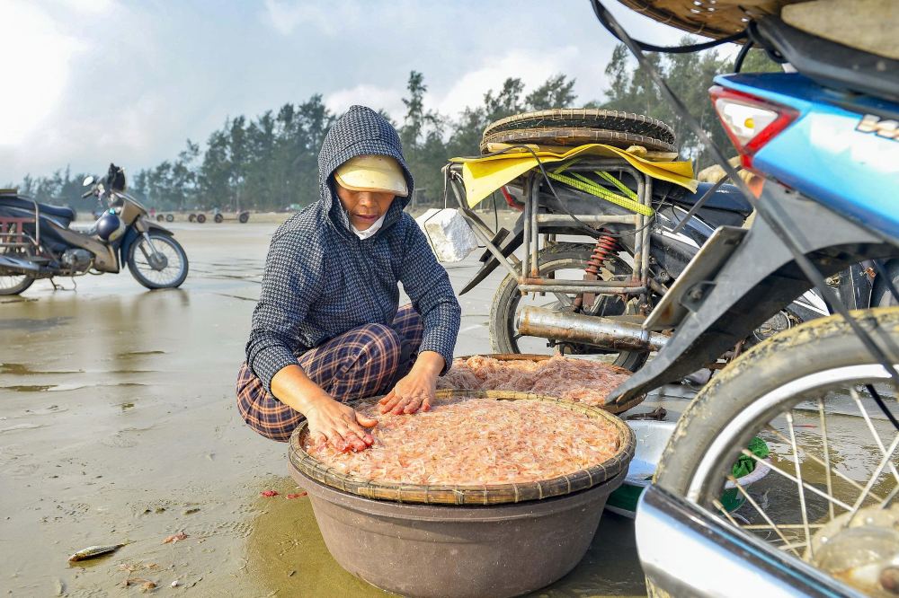 Ruốc biển (hay còn gọi là tép biển) được ngư dân đánh bắt đưa vào bờ. Ảnh: Quách Du