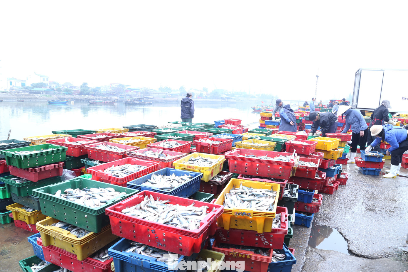 Từ rạng sáng, bến cá Nghi Thủy (phường Cửa Lò, tỉnh Nghệ An) đã nhộn nhịp tàu thuyền cập bến. Cá tươi được chuyển nhanh tay lên bờ, phân loại, cân đếm rồi đưa thẳng vào các cơ sở chế biến. Không khí càng thêm tất bật khi nhu cầu cá nướng phục vụ thị trường Tết tăng cao. tp-18.jpg