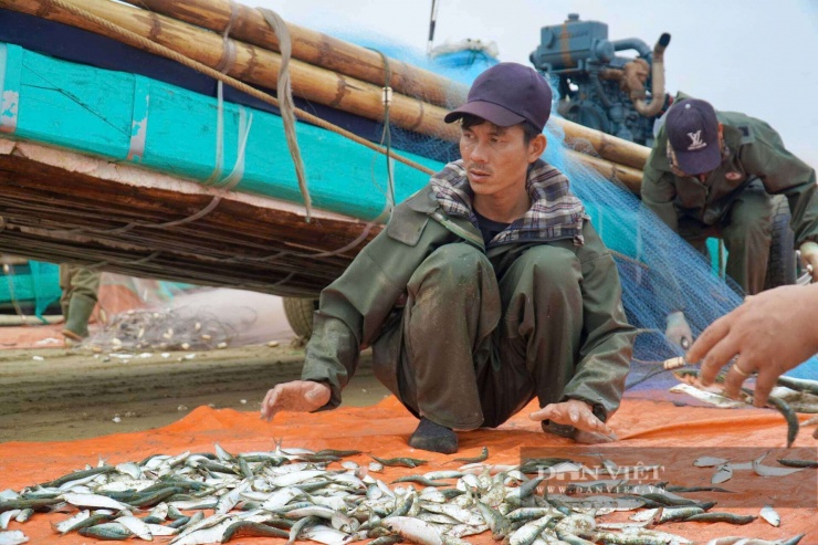 Hiện giá cá trích ngư dân xã Hoằng Thanh đang bán với giá từ 40 - 60 nghìn đồng/kg tùy loại. Ảnh: HD