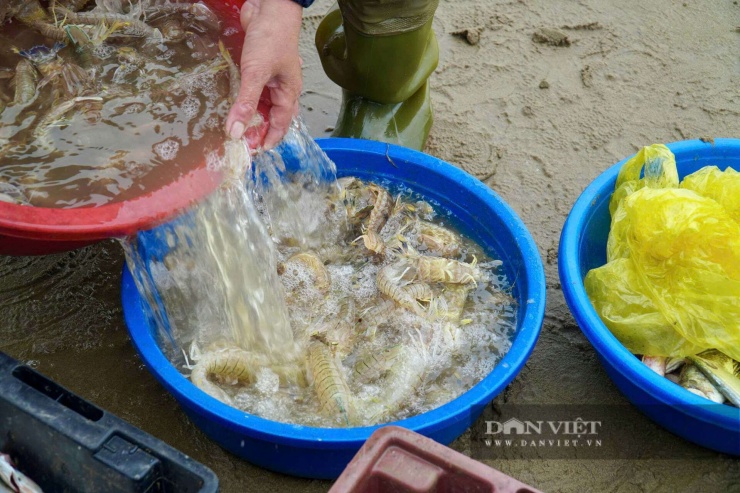 Bắt bề bề toàn con to bự, cá thờn bơn tươi rói, cá trích nhặt mỏi tay ở bờ biển Thanh Hóa - 4