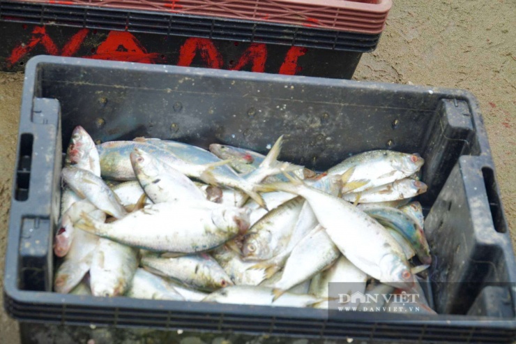 Bắt bề bề toàn con to bự, cá thờn bơn tươi rói, cá trích nhặt mỏi tay ở bờ biển Thanh Hóa - 9