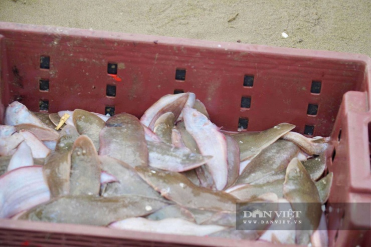 Những loại hải sản của ngư dân xã Hoằng Thanh, tỉnh Thanh Hóa đánh bắt thu được sau chuyến ra khơi như con bề bề, cá thờn bơn, cá trích, cá đục.... Ảnh: HD