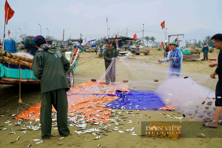 Cá trích đang vào mùa. Ảnh: HD