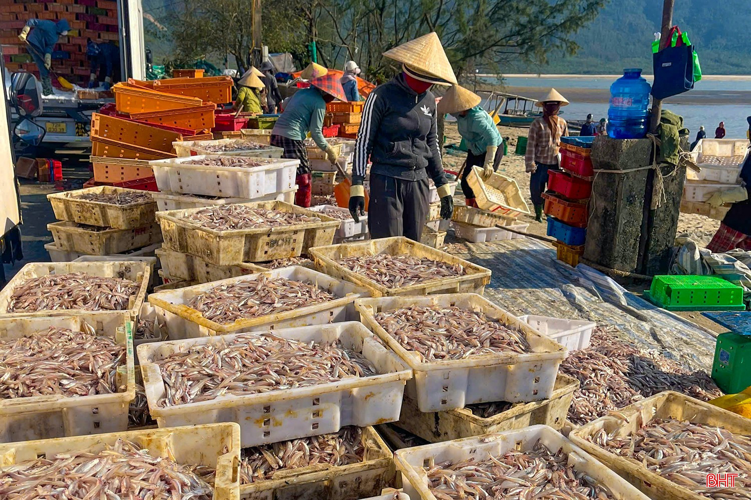 Theo chia sẻ của ngư dân tại nhiều địa phương ven biển, bà con khai thác được số lượng lớn cá cơm. Các tàu đều cập bến với khoang cá đầy ắp, nhập tươi cho thương lái tại bến với mức giá từ 12 - 18.000 đồng/kg. bqbht_br_z7437890046561-bcc4476a5152d0c4defdd35423e168e1.jpg