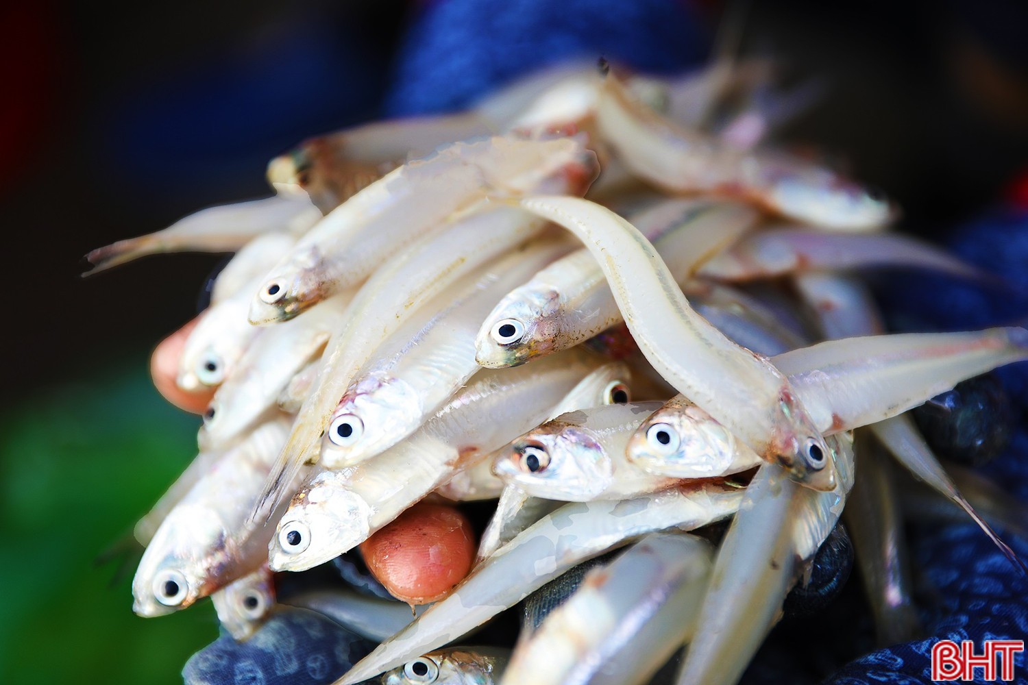 Đây là loài cá thường xuất hiện nhiều vào giai đoạn từ tháng 11 âm lịch năm trước đến tháng 3 âm lịch năm sau, gồm nhiều loại: cơm bạc, cơm than, cơm mờm... Nguyên liệu "vàng" phục vụ chế biến nước mắm truyền thống của Hà Tĩnh. image-2026-02-14t142218388.jpg