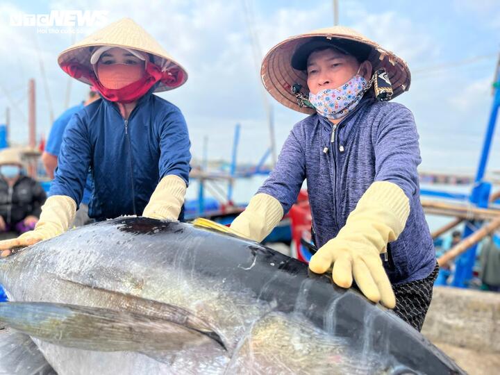 Tại cảng cá Đông Tác (phường Phú Yên, tỉnh Đắk Lắk), không khí mua bán cá ngừ diễn ra nhộn nhịp từ sáng sớm. Các tàu cá nối đuôi nhau cập bến, đưa hàng chục tấn cá ngừ đại dương lên bờ.