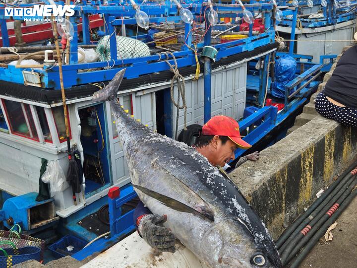 Đến thời điểm này, đã có 117 trong tổng số hơn 650 tàu khai thác cá ngừ đại dương của ngư dân Đắk Lắk trở về bến và hầu hết đều có lãi. Dự kiến, các tàu còn lại sẽ tiếp tục cập cảng, bán cá từ nay đến khoảng ngày 20 tháng Chạp, khép lại vụ cá cuối năm nhiều tín hiệu tích cực.