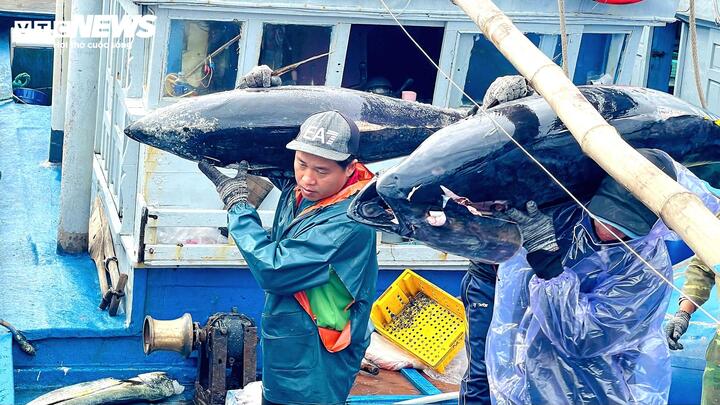 Sau 40 ngày ra khơi, tàu cá PY 93222 TS do ngư dân Nguyễn Văn Tuệ làm thuyền trưởng đánh bắt được khoảng 100 con cá ngừ đại dương, sản lượng gần 4 tấn. Sau khi trừ chi phí nhiên liệu, nhân công và hậu cần, chuyến biển này mang lại lợi nhuận khoảng 220 triệu đồng.