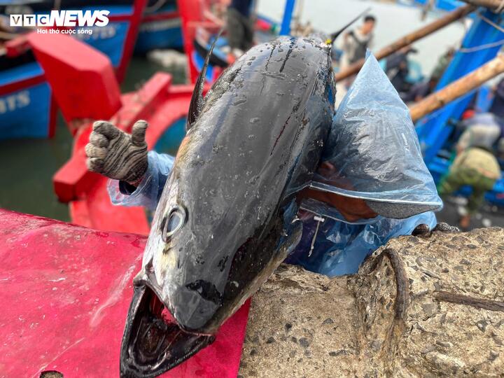 Theo thống kê, nhiều tàu cá của ngư dân vùng phía Đông tỉnh Đắk Lắk đạt sản lượng từ 2 đến 4 tấn cá ngừ mỗi chuyến.