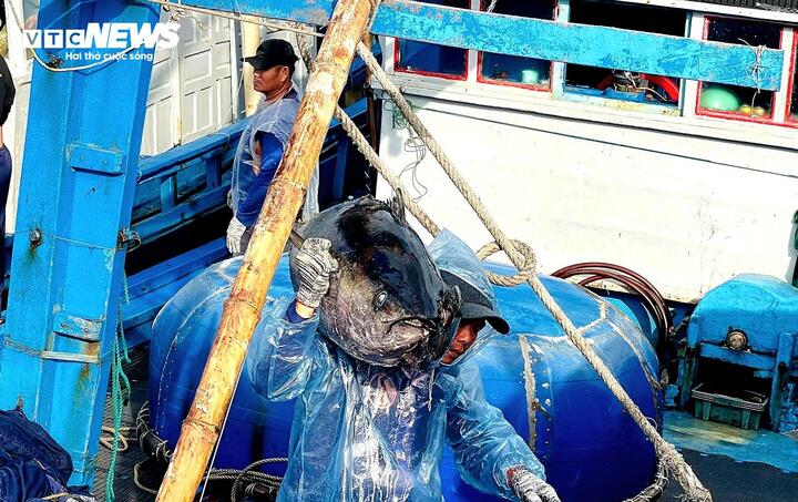 Những ngày cận Tết Nguyên đán, hàng loạt tàu câu cá ngừ đại dương của ngư dân tỉnh Đắk Lắk lần lượt cập bến sau gần một tháng vươn khơi. Nhiều tàu trúng đậm cá, khoang đầy ắp, mang lại nguồn thu lớn, giúp ngư dân phấn khởi đón Tết.