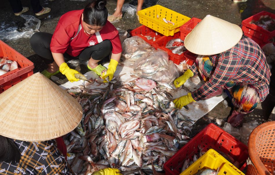 Hải sản tươi được phân loại, chuẩn bị đưa đi tiêu thụ. Ảnh: Phương Anh